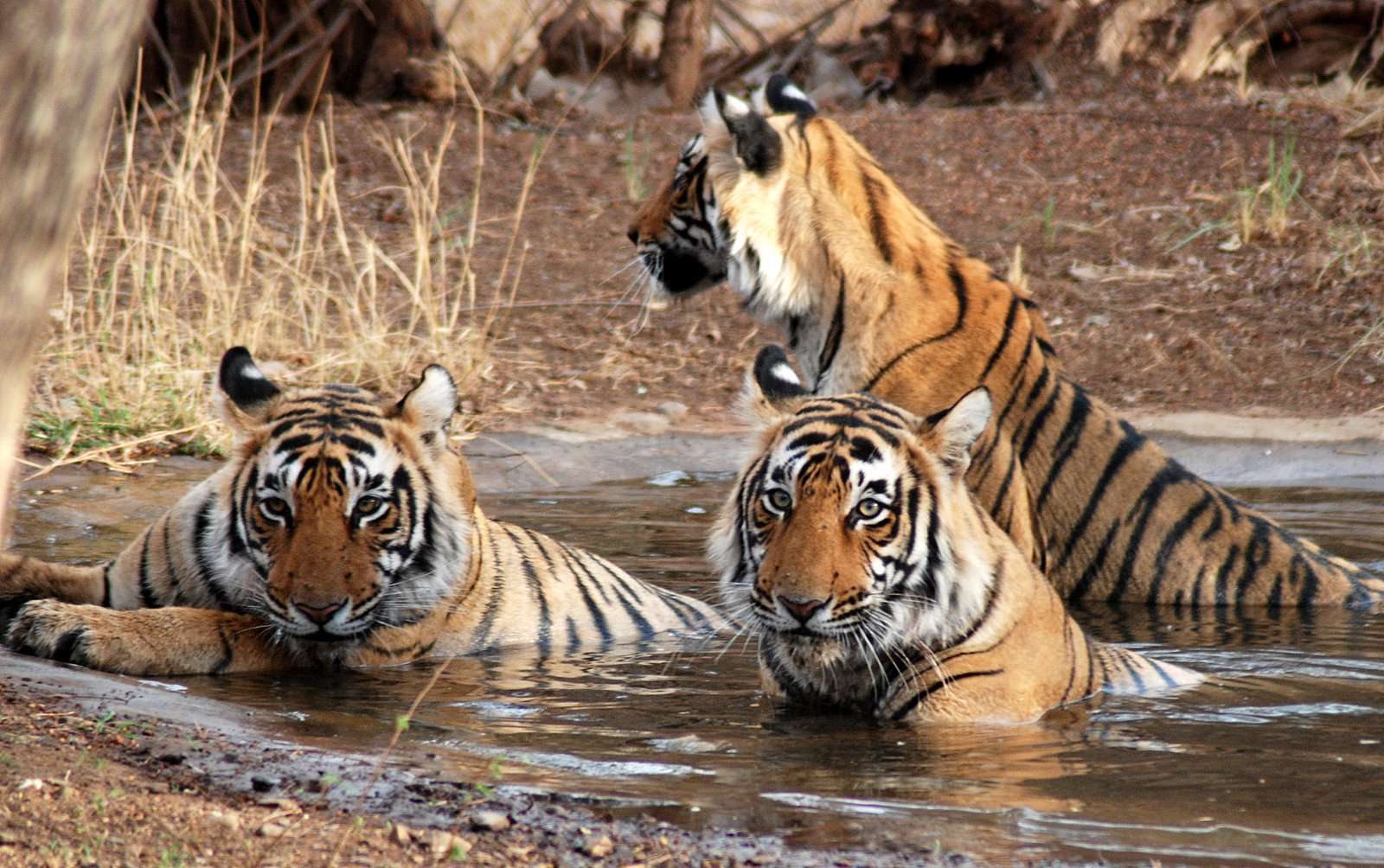 jim Corbett park