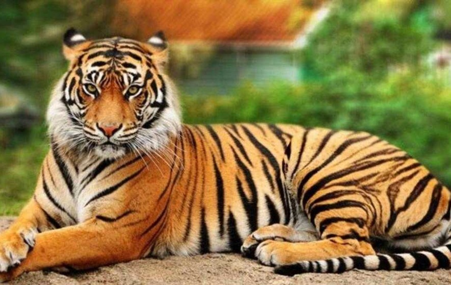 nainital jim corbett